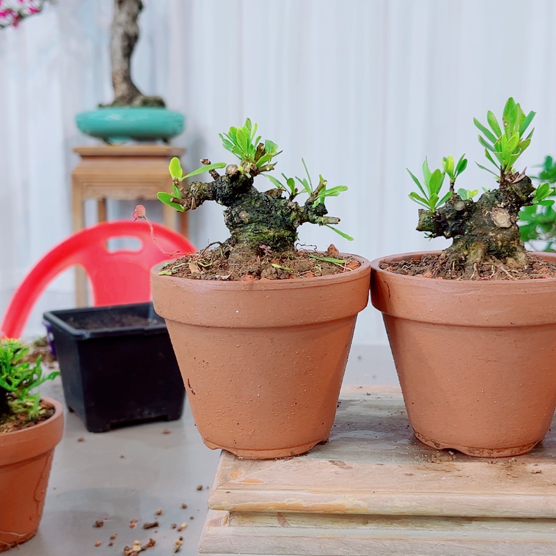 麋***路海星栀子花花花花