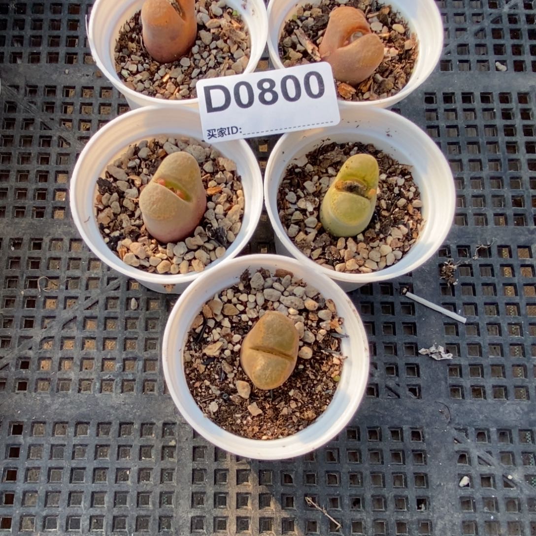 小***鱼0800 直播间一物一拍