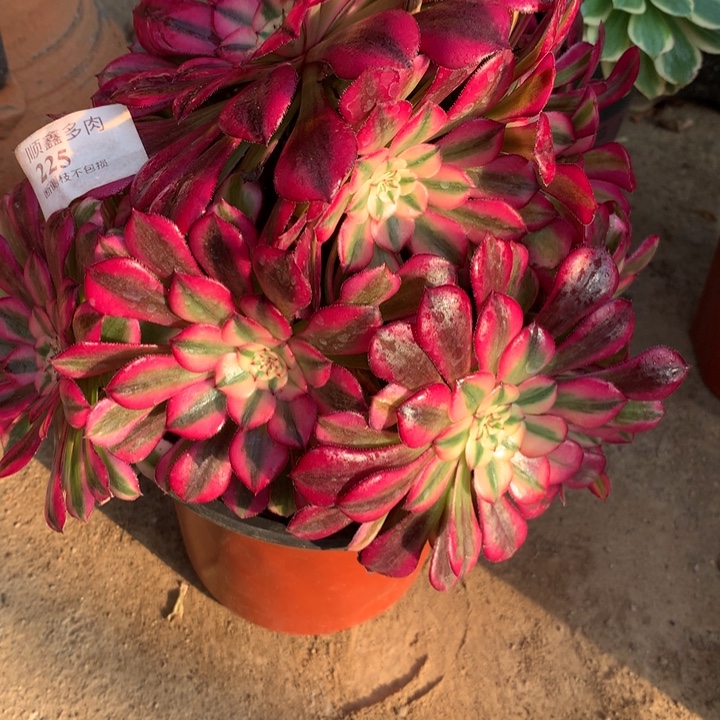 225红铜多肉植物特价