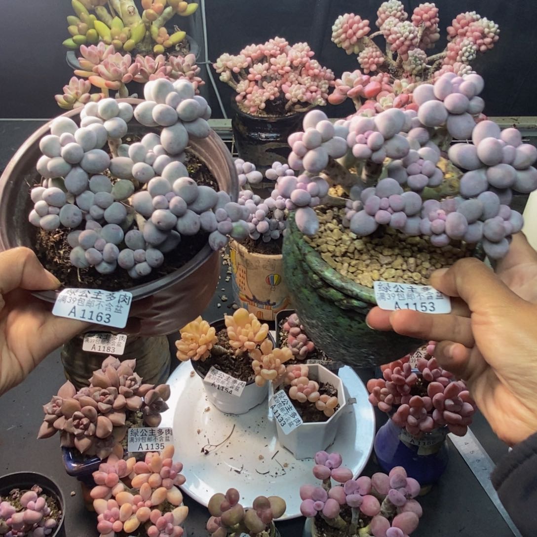 Y**N163。153香水手指奶两颗