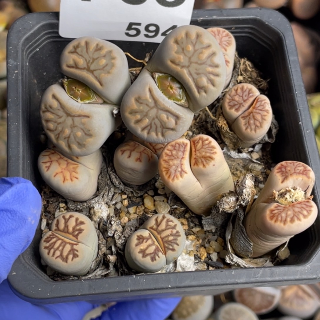 非偏远满20包邮594