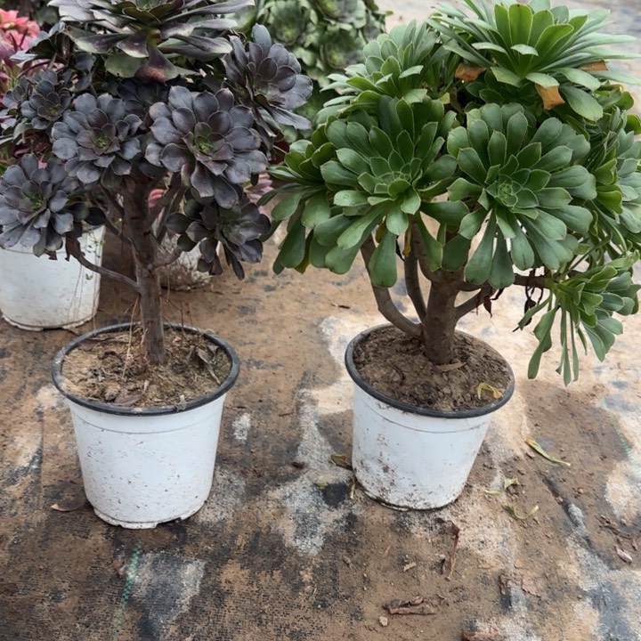 灰原叶➕原始绿包邮。        