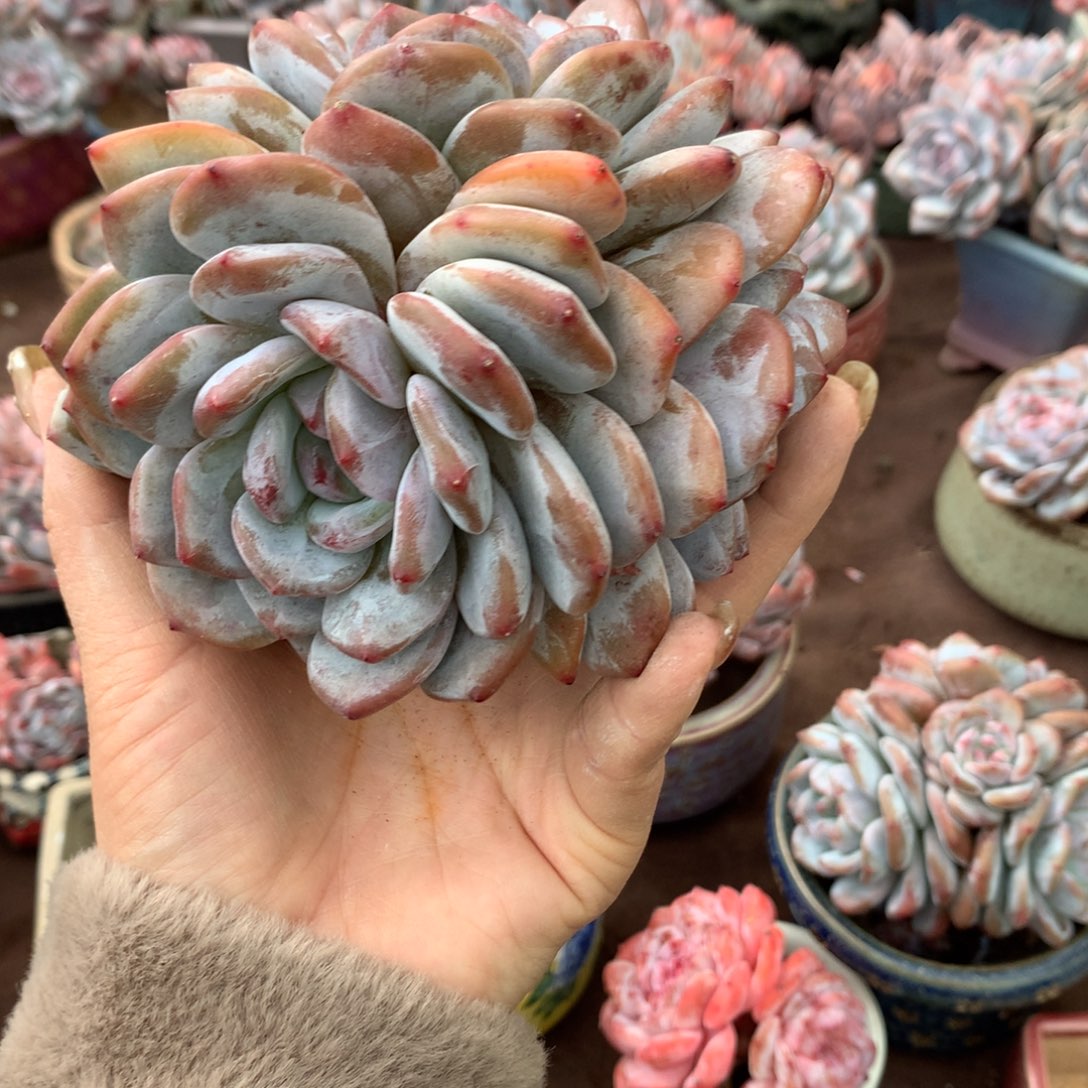 叮***当石榴籽哈哈哈哈哈哈哈哈