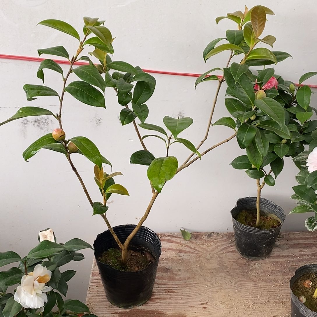 完全开放新世纪茶花