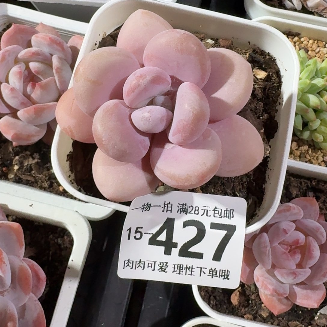 粉兔无盆土发货无