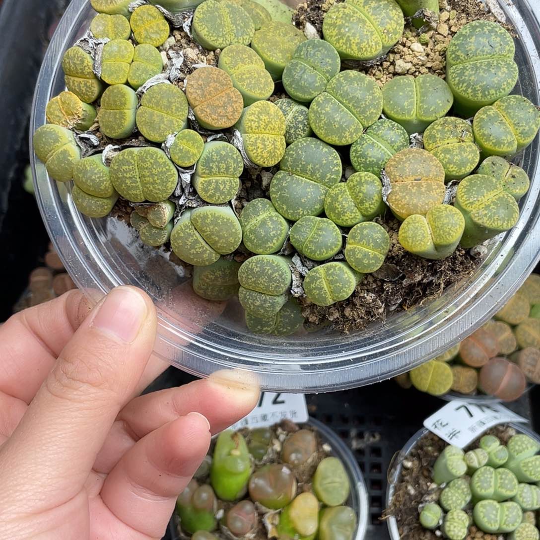 嘎***啦42200000花花花花花花