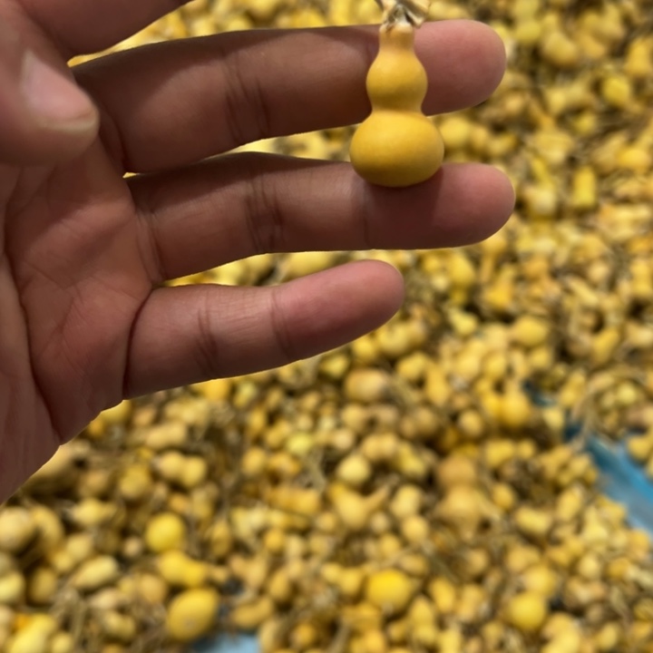 葫芦草里金草里金