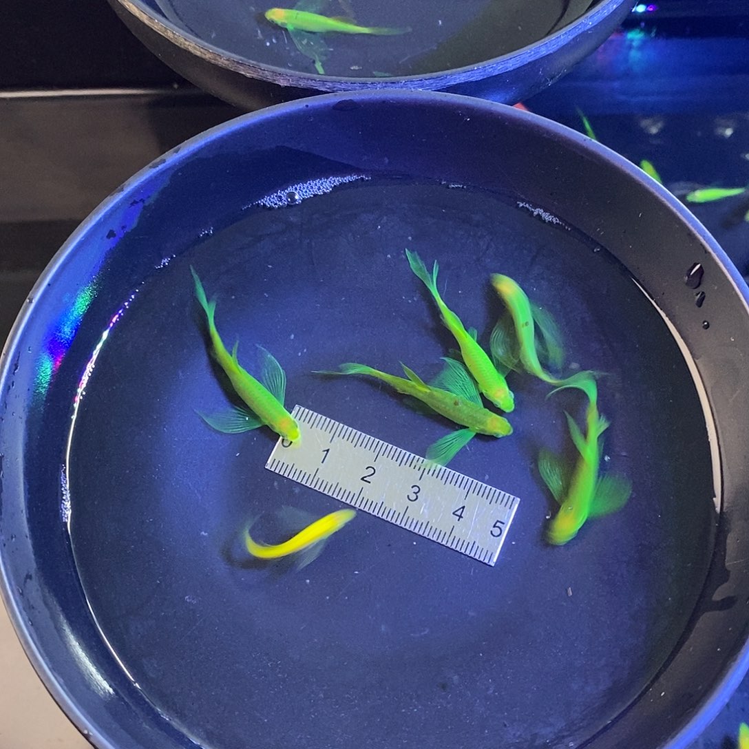 斑马鱼蝶翼种鱼翡翠绿5个➕1小黄的