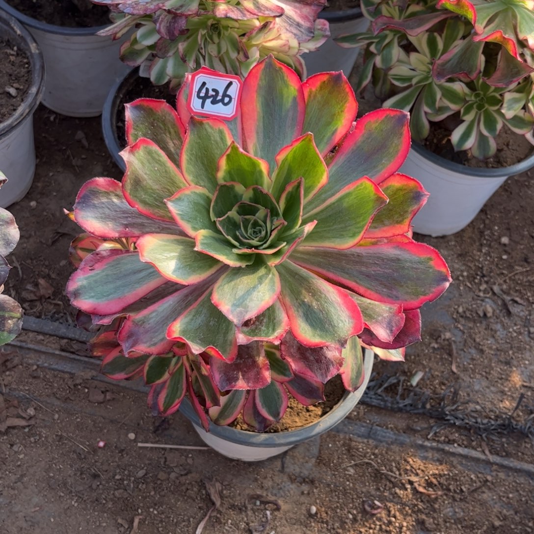 426多肉植物魅影法师