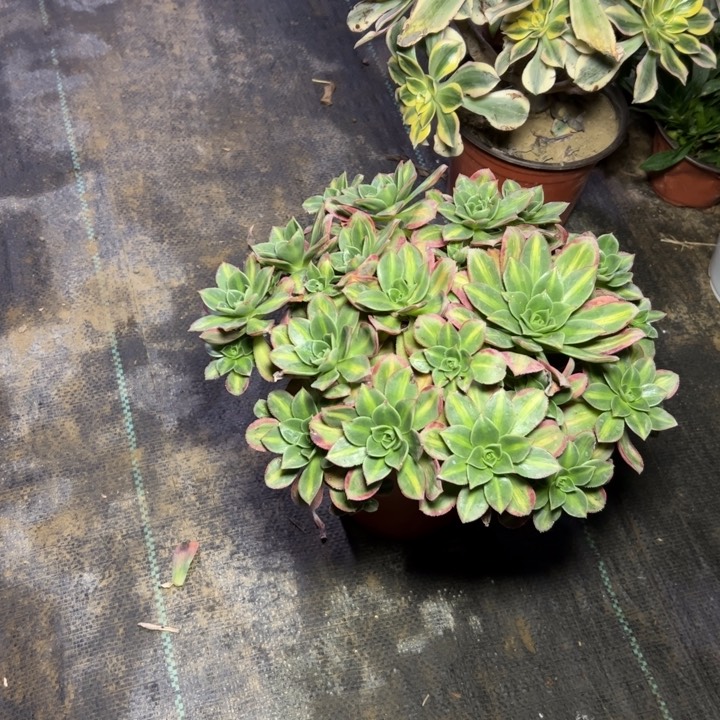 48星灿多肉多肉多肉多肉