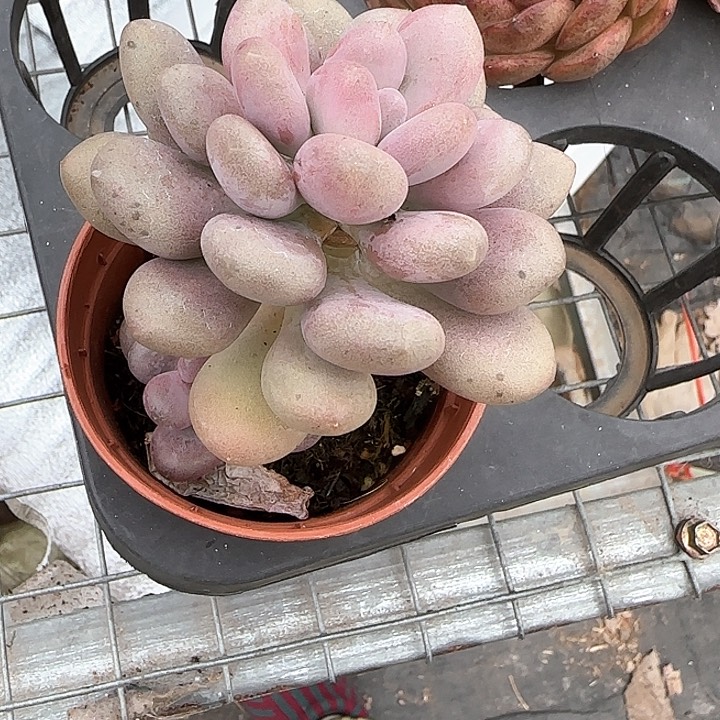 青蛙王子儿童牙膏111