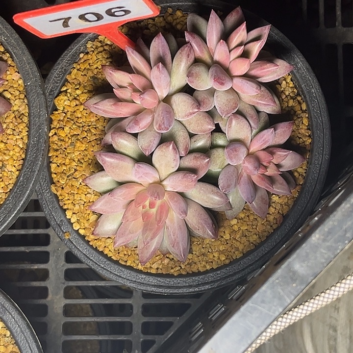 多肉植物虞美人群706