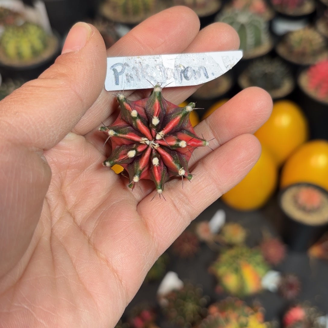 泰系名品仙人球6号