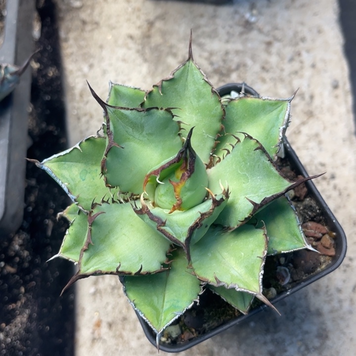 【闪购商品】熊貓。