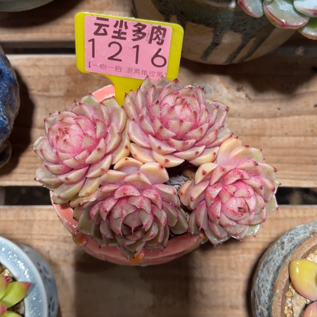 叶***桐云尘多肉一物一拍不含盆1216