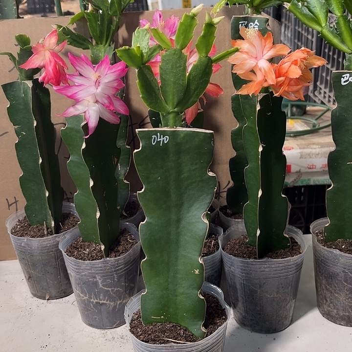 雪****当前无花朵，栽培后可花朵040