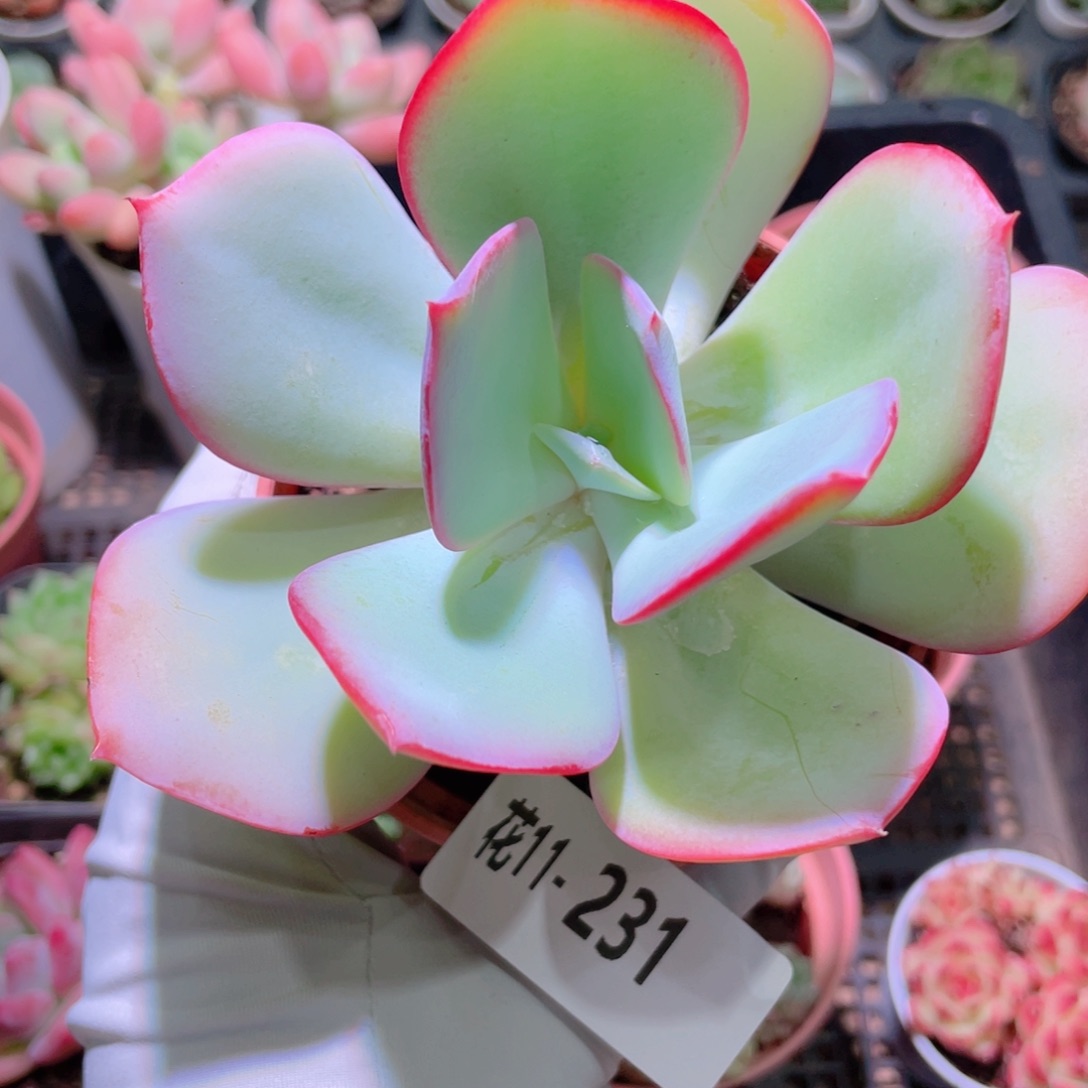 花利美11-231白眉 