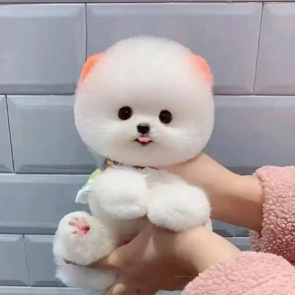 【磊哥家-次日达】比熊宠物活体狗萌宠小狗博美犬小狗