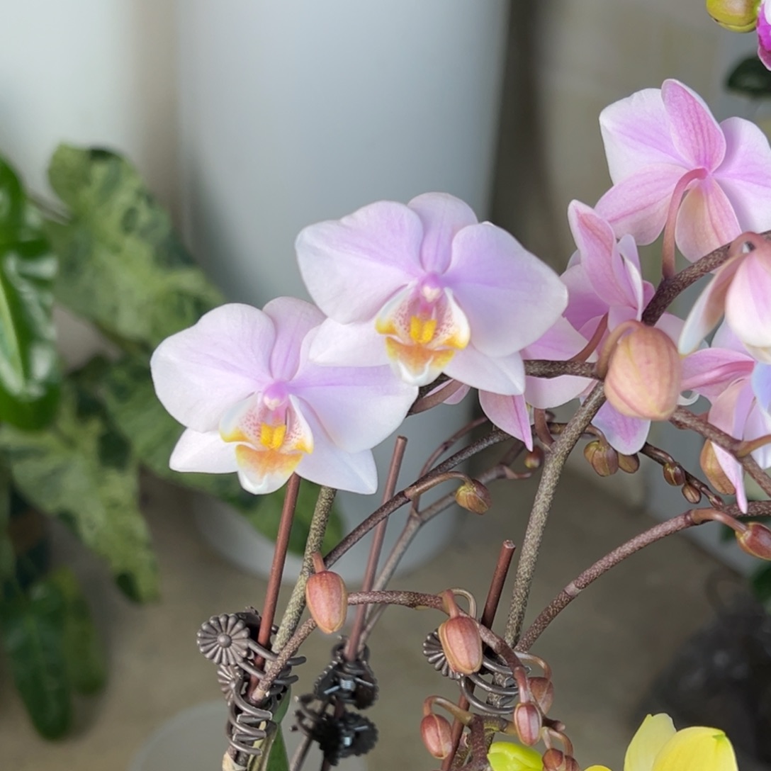 完全开放20号，3.5寸槟榔西施，68米一颗