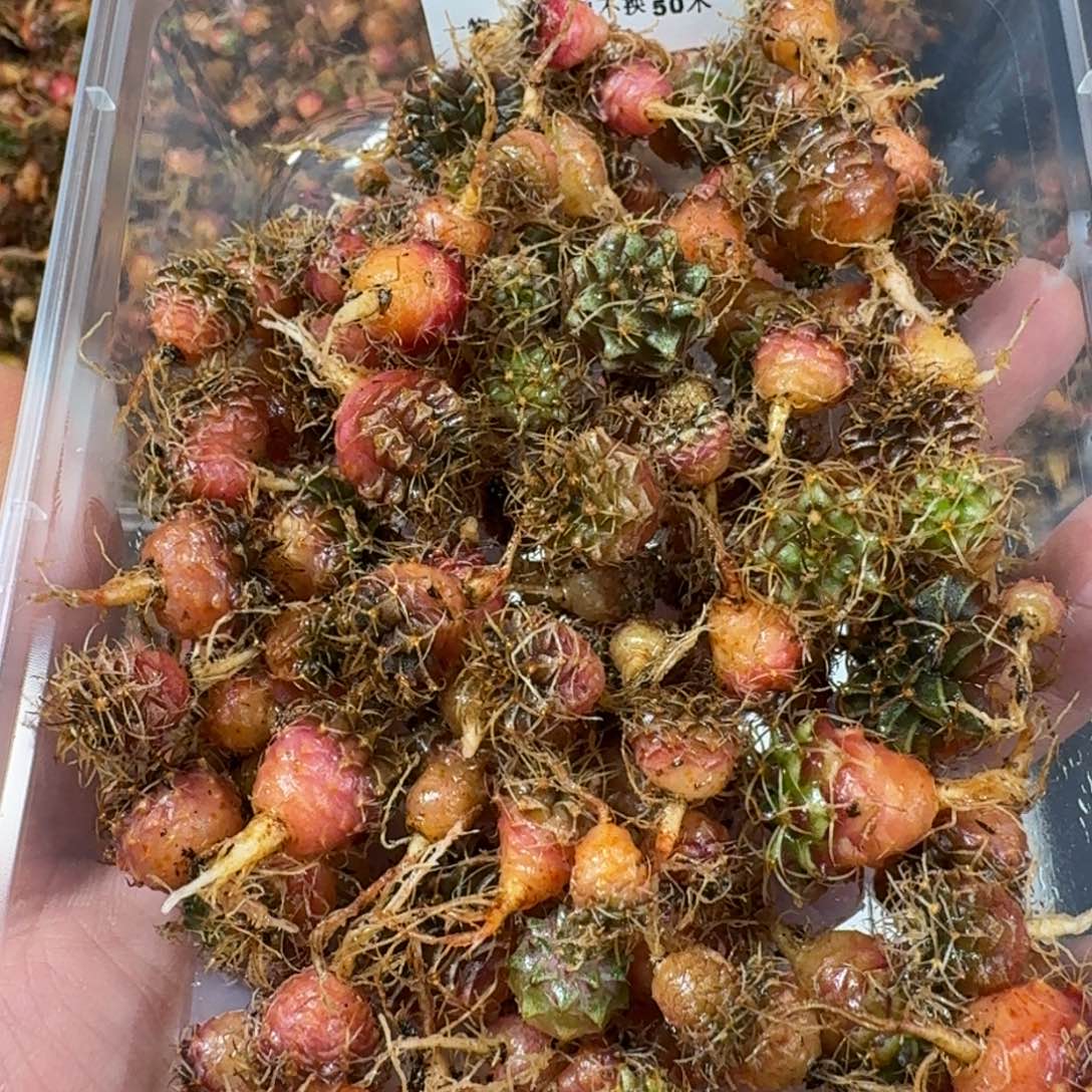 米哈实生自然锦练手球47