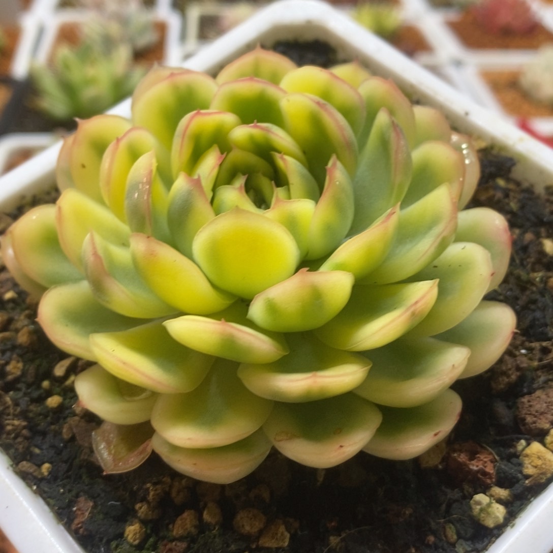 草莓冰锦 多肉植物