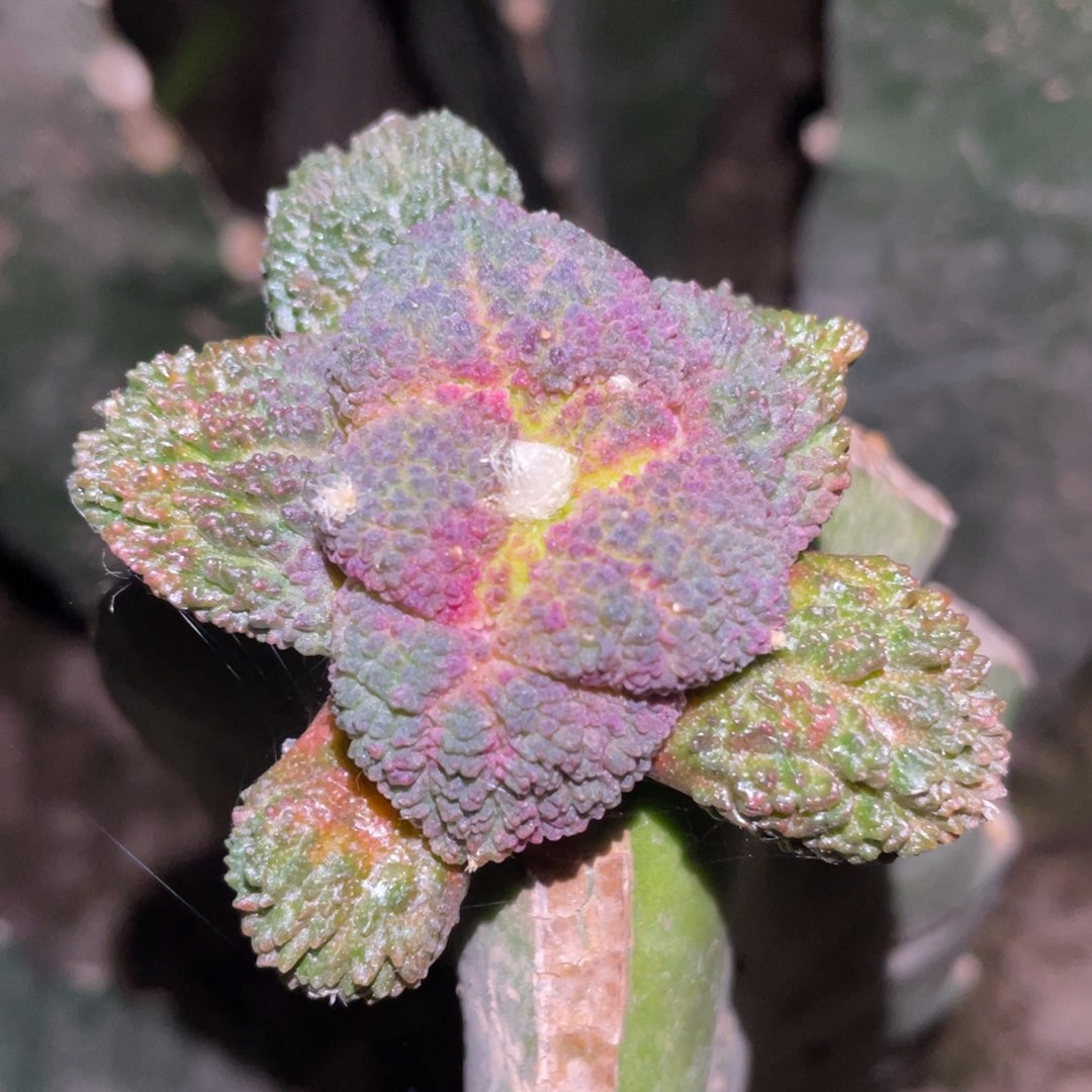 紫姬哥斯拉牡丹锦 仙人球开花