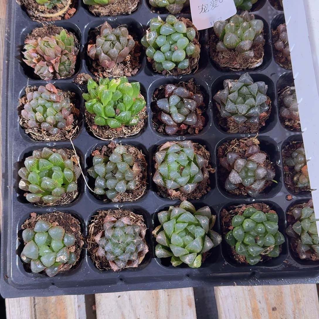 瑕疵不售后一物一拍00