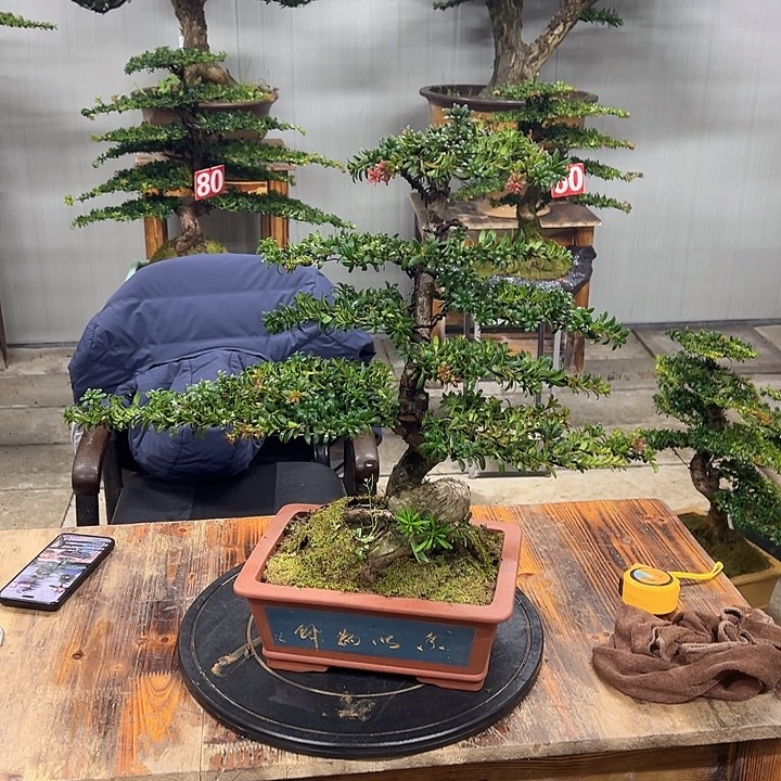 无花朵红芽珍珠罗汉松