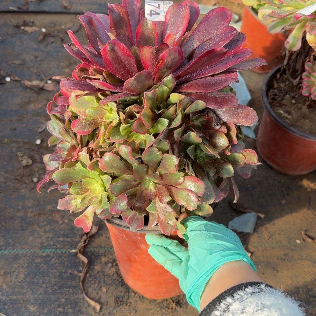 蒙娜丽莎074满20包邮断枝不包