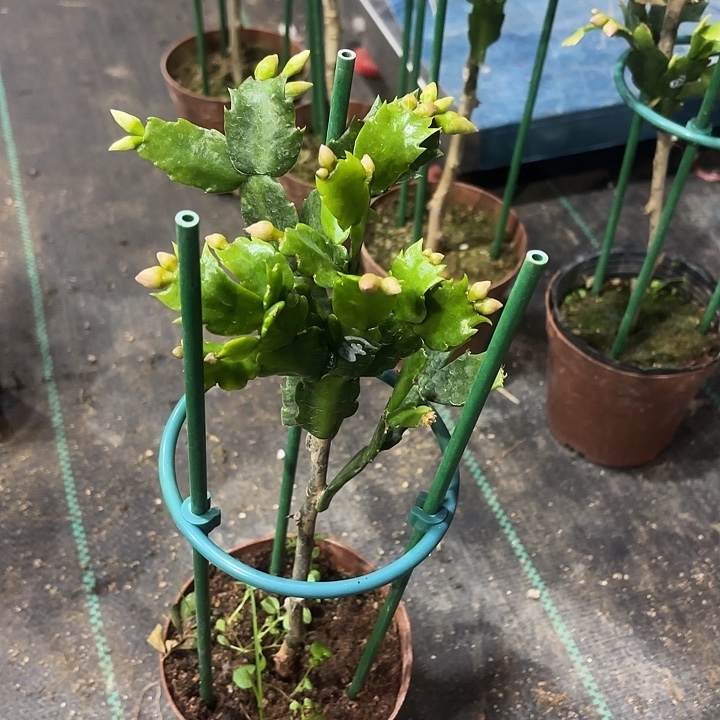 福***熙当前无花栽培后可以开花