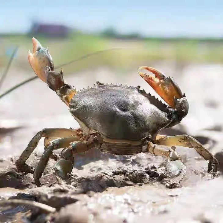 福建东山岛红树林红膏蟹有膏有黄包活到家死蟹包赔（收到不能放冰箱）