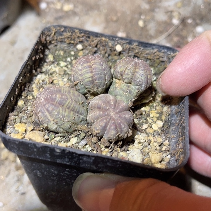 满38包邮2天凑单，脱土晾根发货多肉植物&有瑕疵