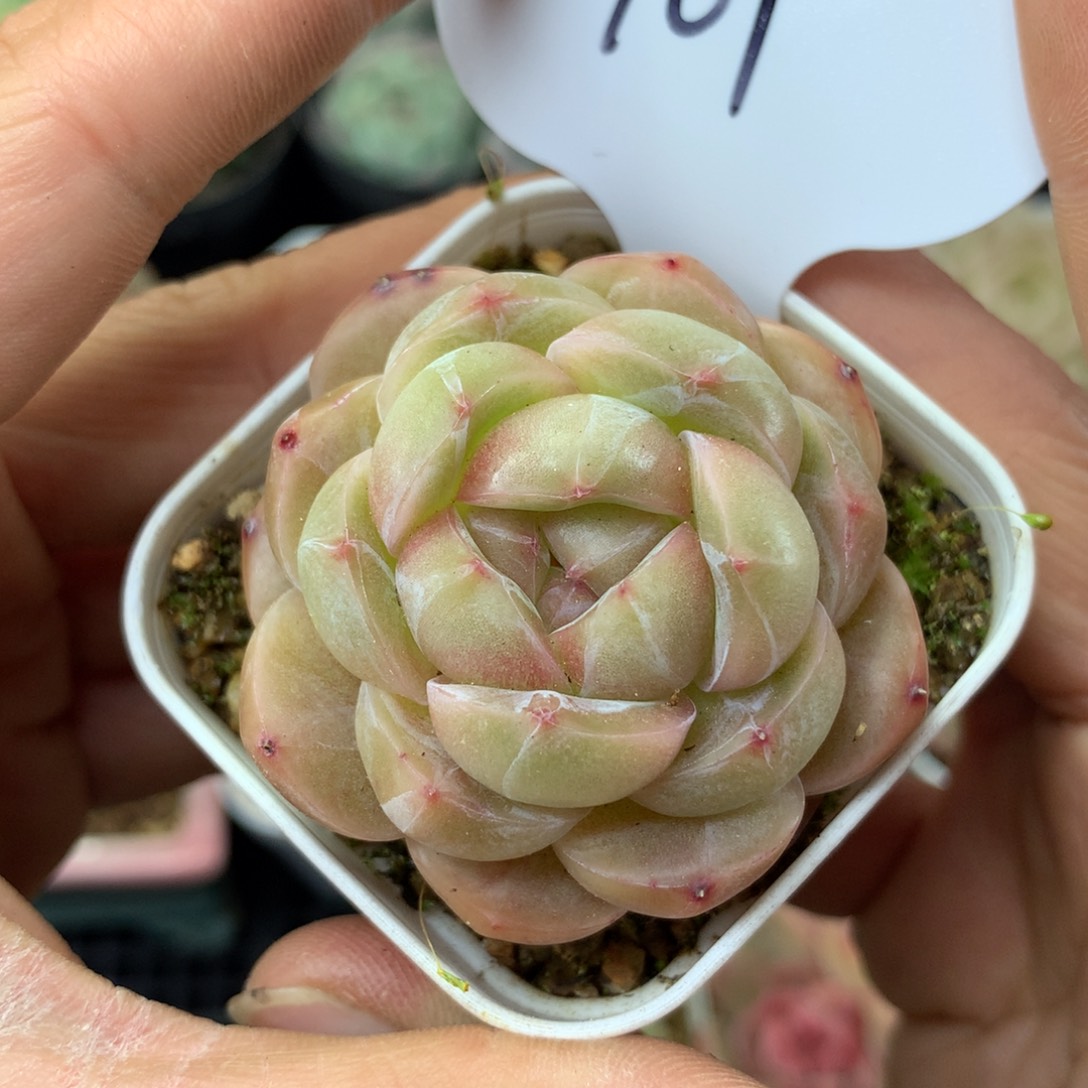 熊猫珍妮单头161