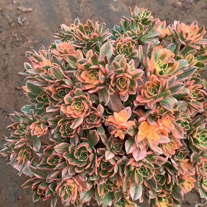 多肉植物甜茶783