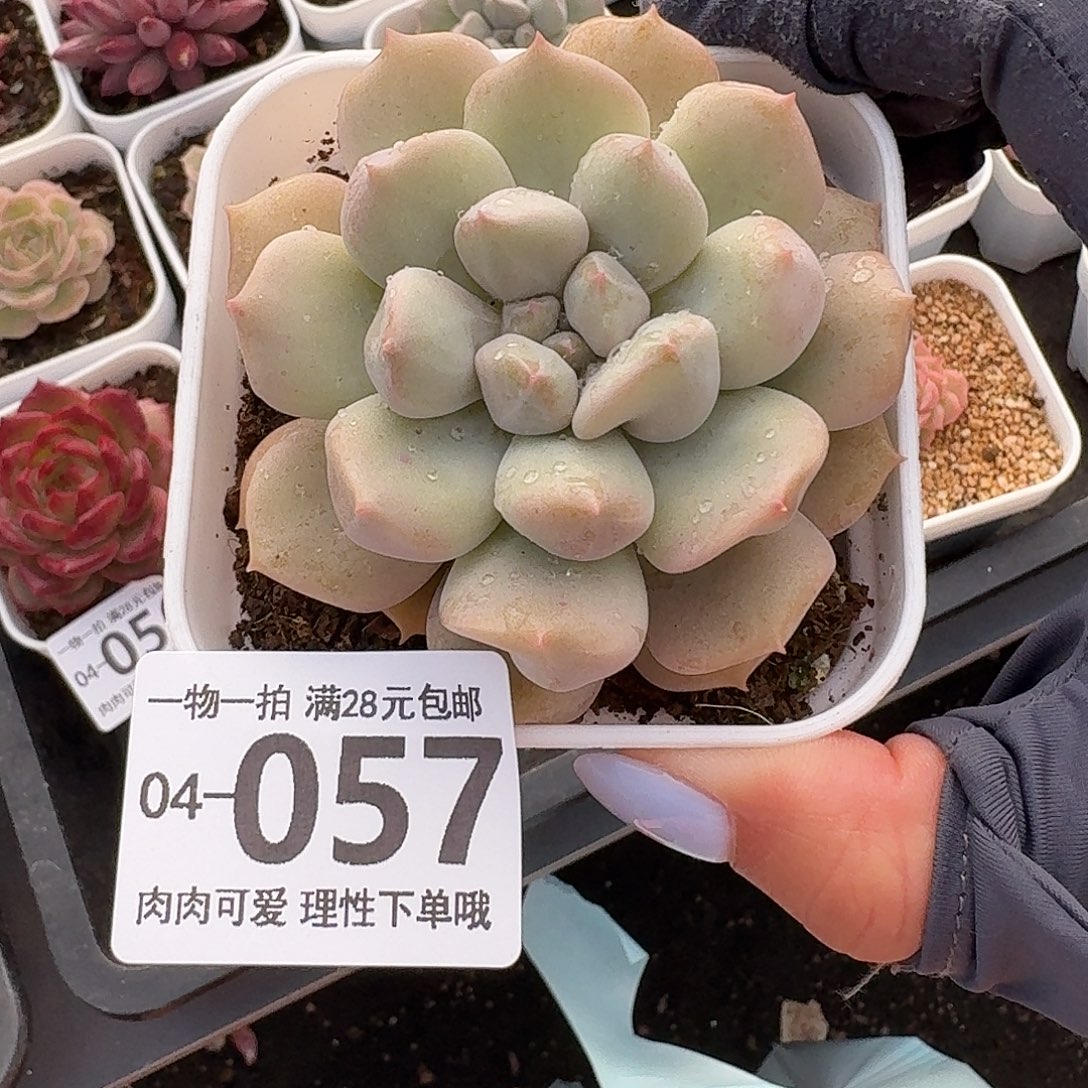 超奶无盆土发货无