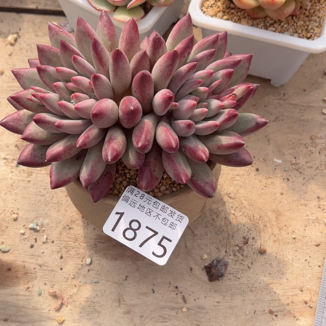 大1875。v d b x j f jbj n