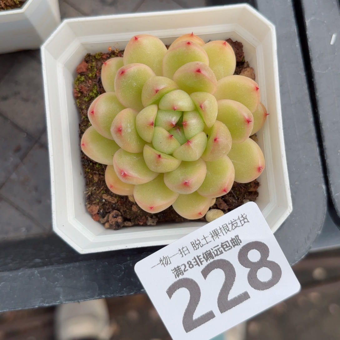 莱拉珍妮无盆土发货