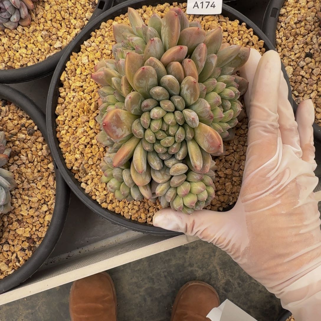 a a a a a a a a a a 174