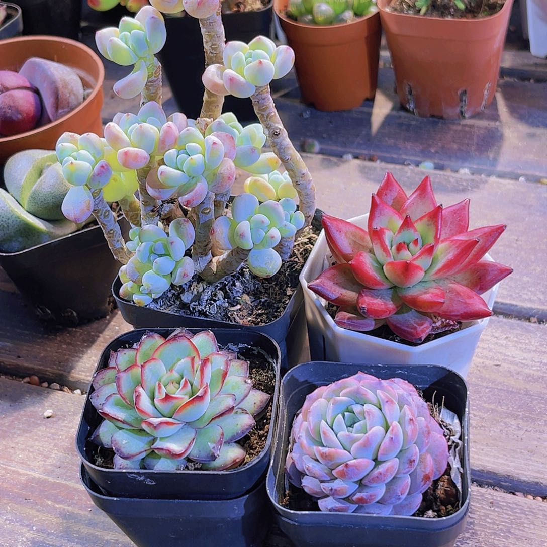 罗琦。罗卡。恩宠。肉酱