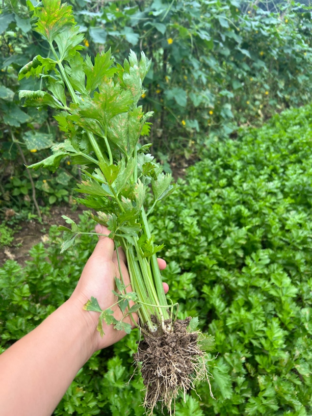 农家肥种植芹菜新鲜采摘包邮到家