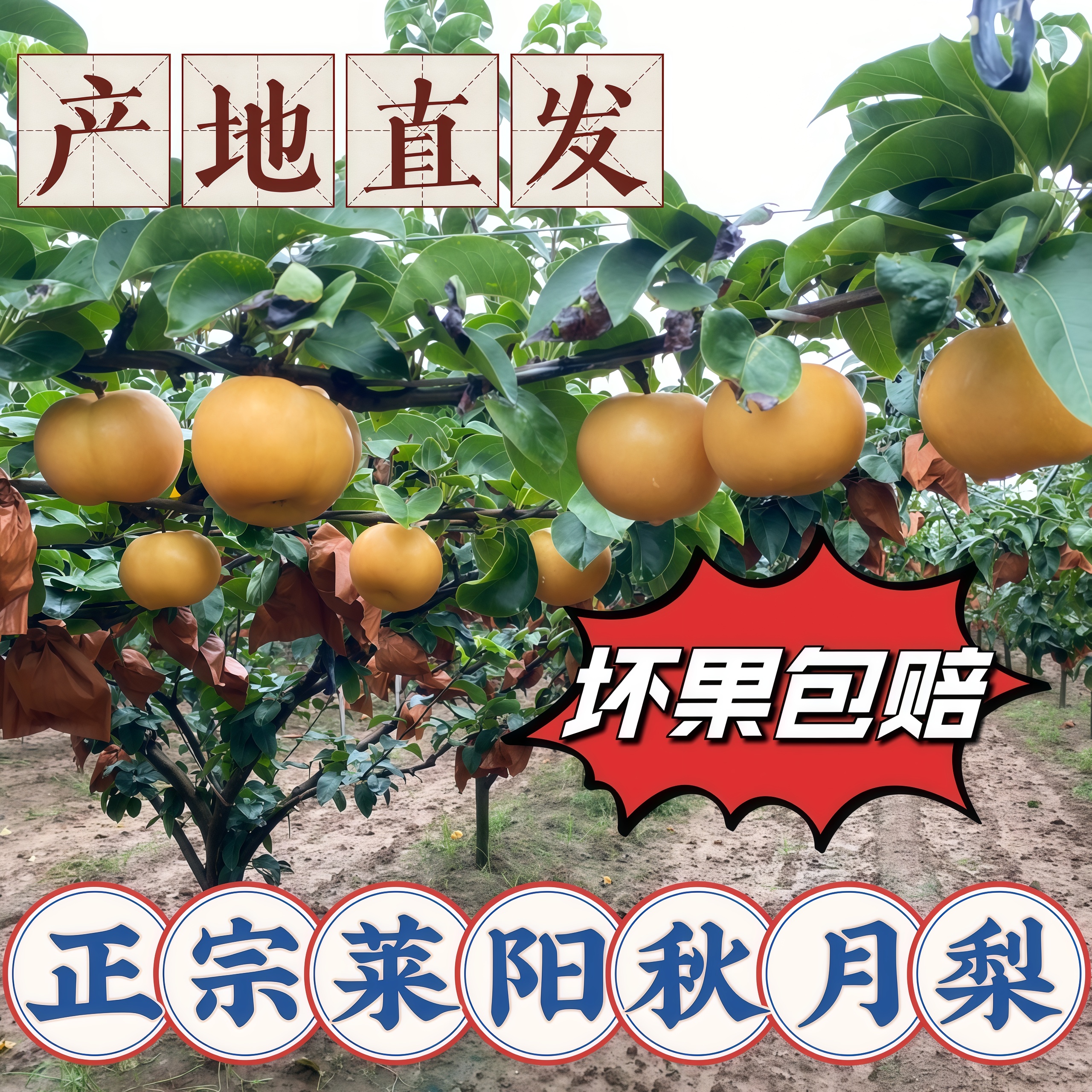[京东包邮]正宗山东莱阳秋月梨细腻化渣新鲜水果脆甜多汁产地直发