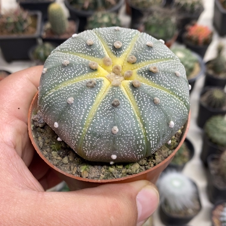 实生西瓜兜特价福利