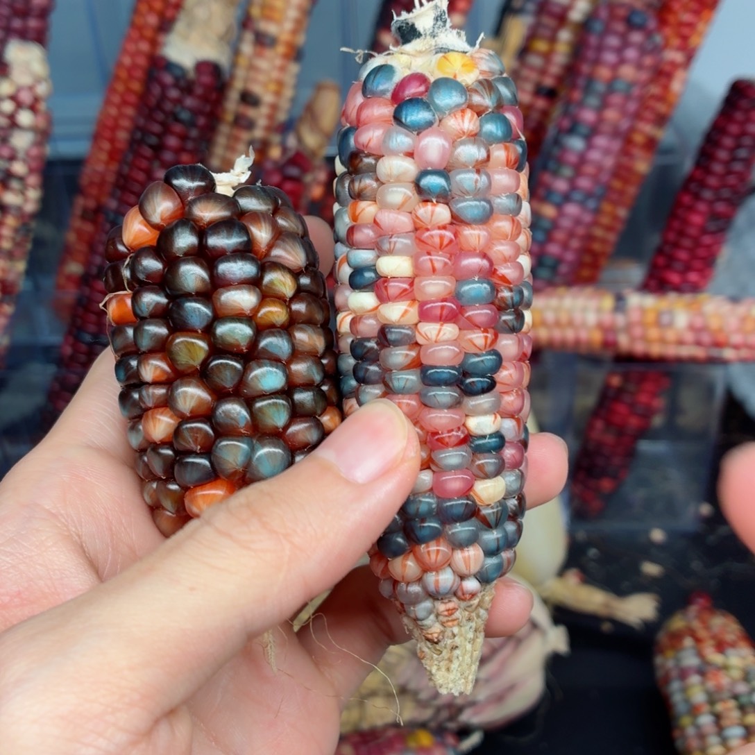 长***星吊坠白玉菩提文玩精品文玩精品