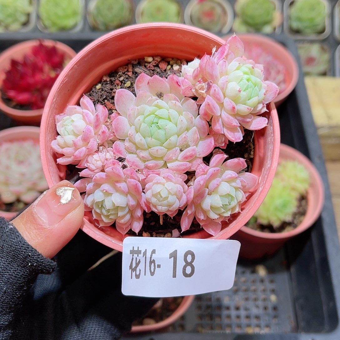 花16-18羊脂球群生