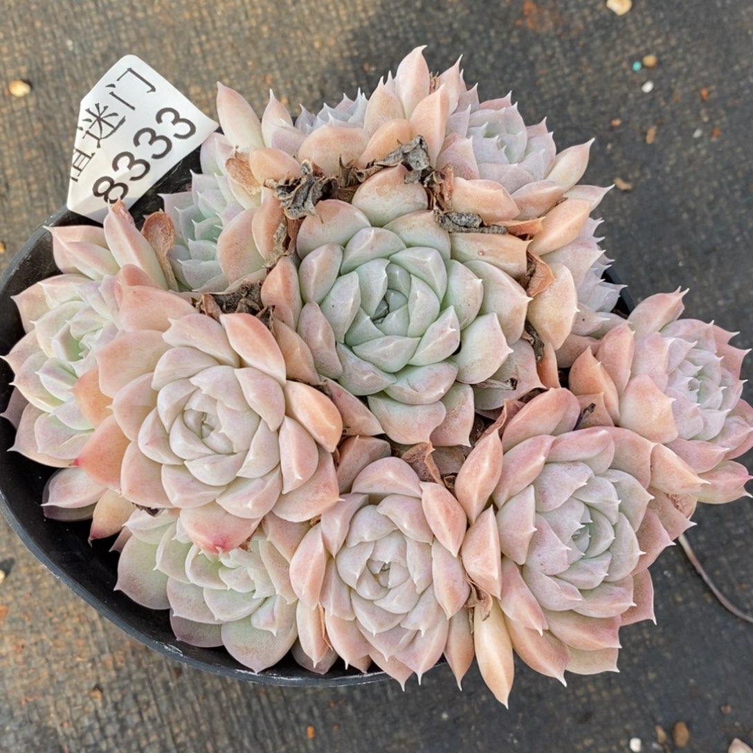 ****思杂交精品多肉8333~12厘米