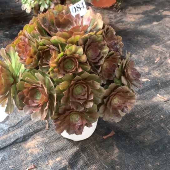 菲***桃多肉植物倾城中班锦084