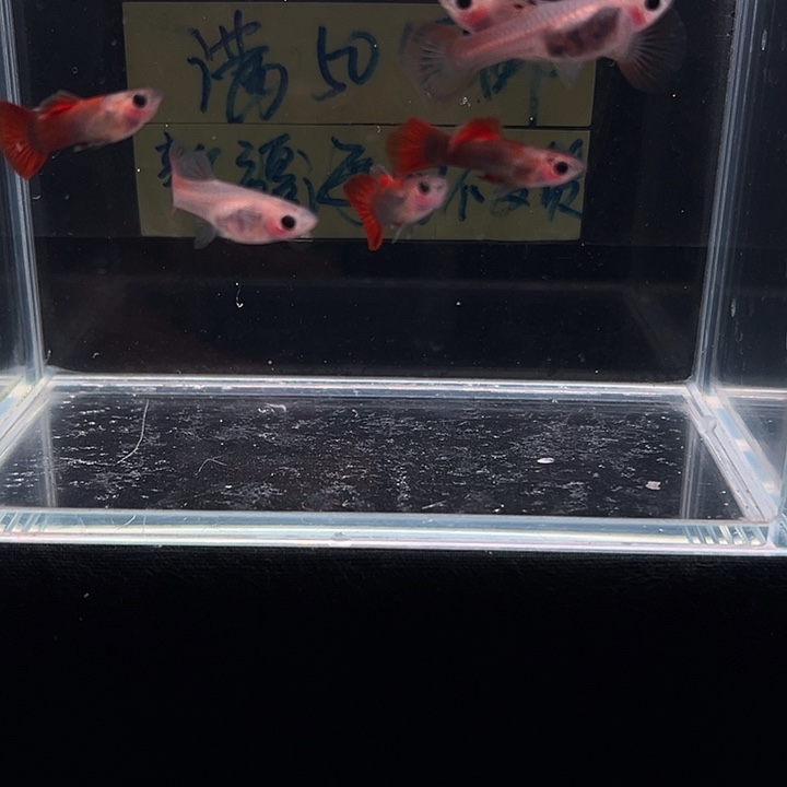 孔雀鱼野红玻璃猫
