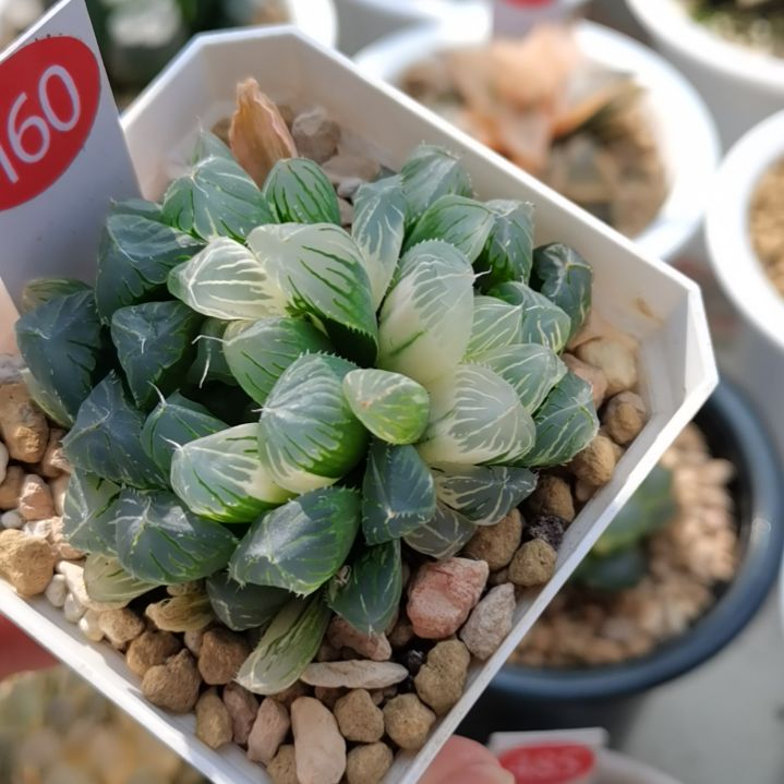 160号花翼玉露锦一物一拍带盆土发货