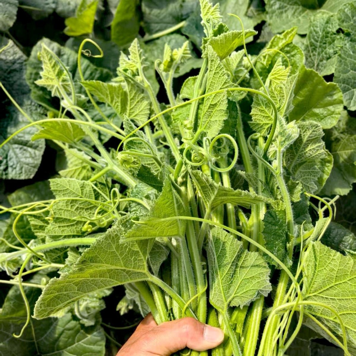 四川高山南瓜苗菜30厘米优质瓜尖爽嫩可口