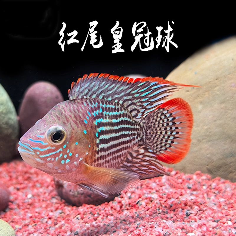 红尾皇冠球慈鲷鱼热带淡水鱼玉面皇冠皮实混养迷你鹦鹉地图财神鱼
